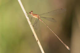 Image of Rainpool Spreadwing