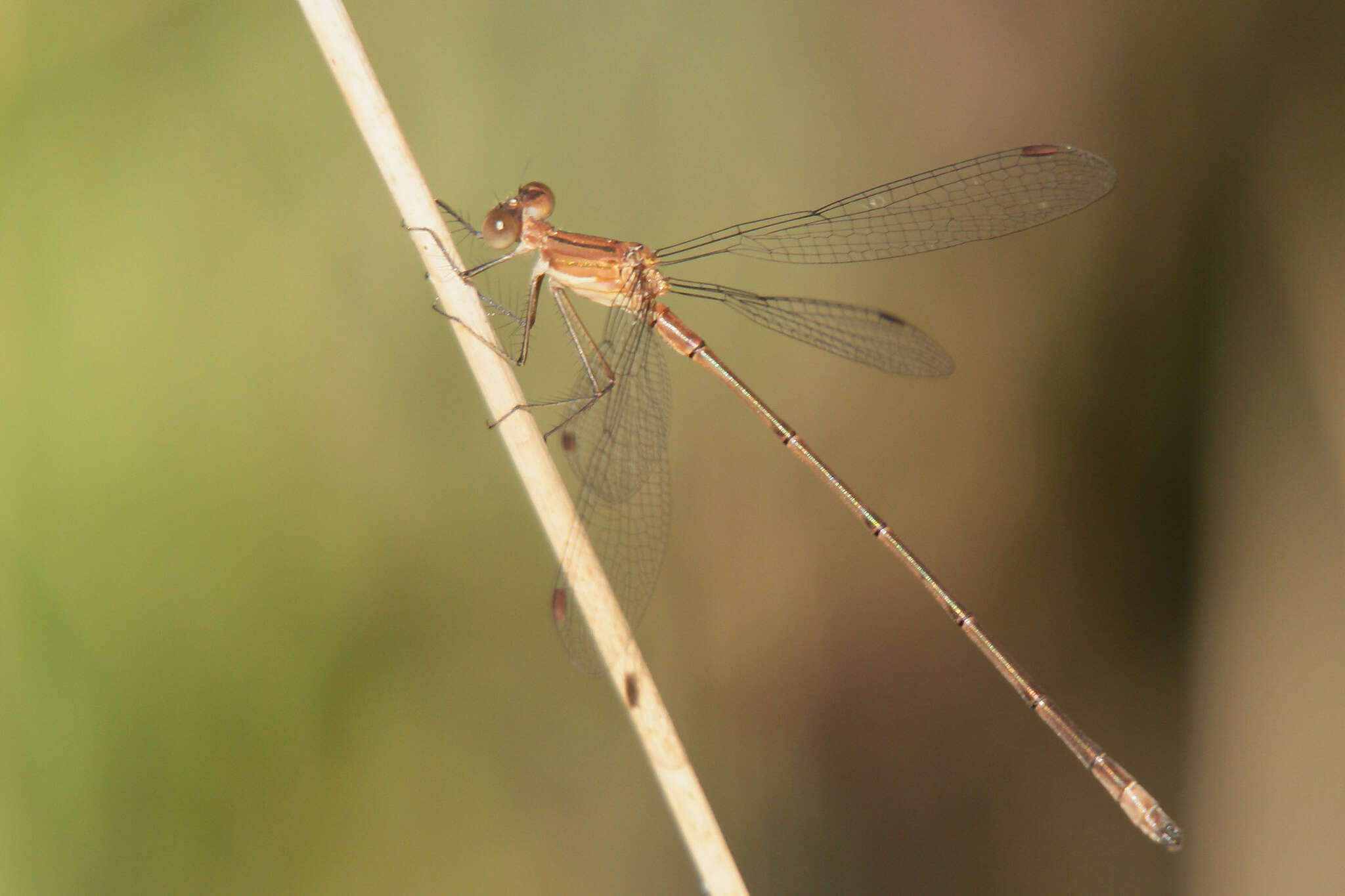 Image of Rainpool Spreadwing