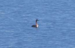 Image of Podiceps major navasi Manghi 1984