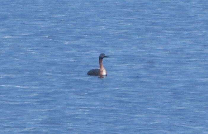 Image of Podiceps major navasi Manghi 1984