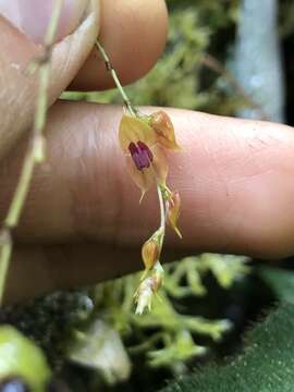 Image of Lepanthes jardinensis Luer & R. Escobar