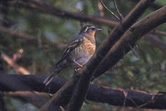 Image of Ixoreus Bonaparte 1854