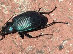 Слика од Calosoma (Castrida) granatense Géhin 1885