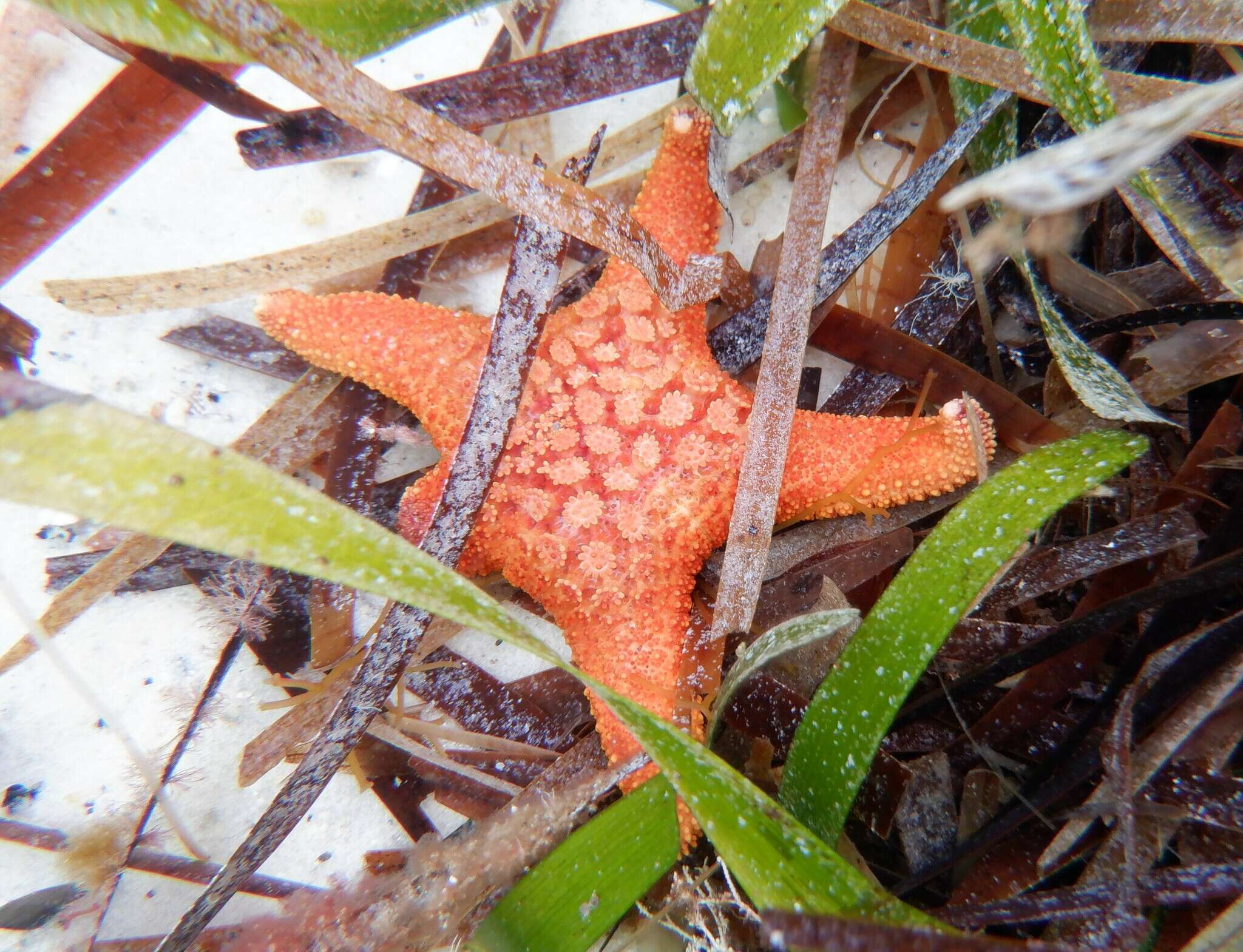 Nectria wilsoni Shepherd & Hodgkin 1966 resmi