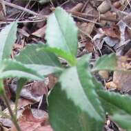 Слика од Euphorbia dentata Michx.