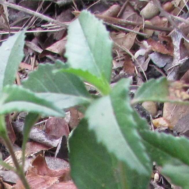 Слика од Euphorbia dentata Michx.