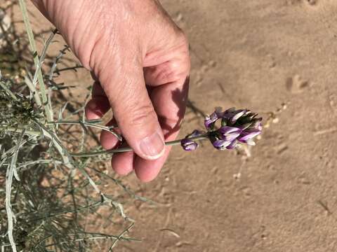 Image of Peirson's milk-vetch