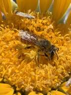 Image of Andrena balsamorhizae La Berge 1967