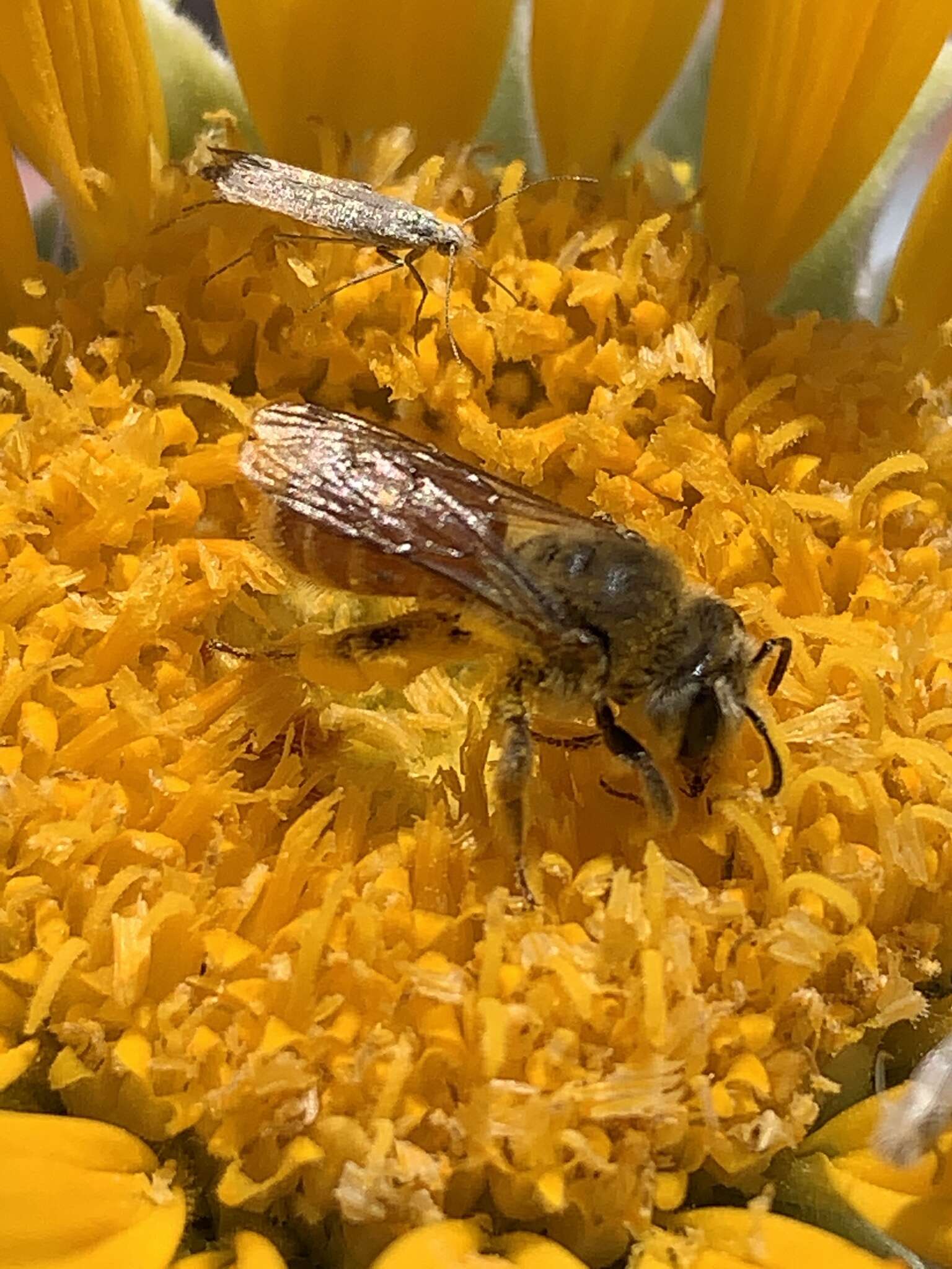 Image of Andrena balsamorhizae La Berge 1967