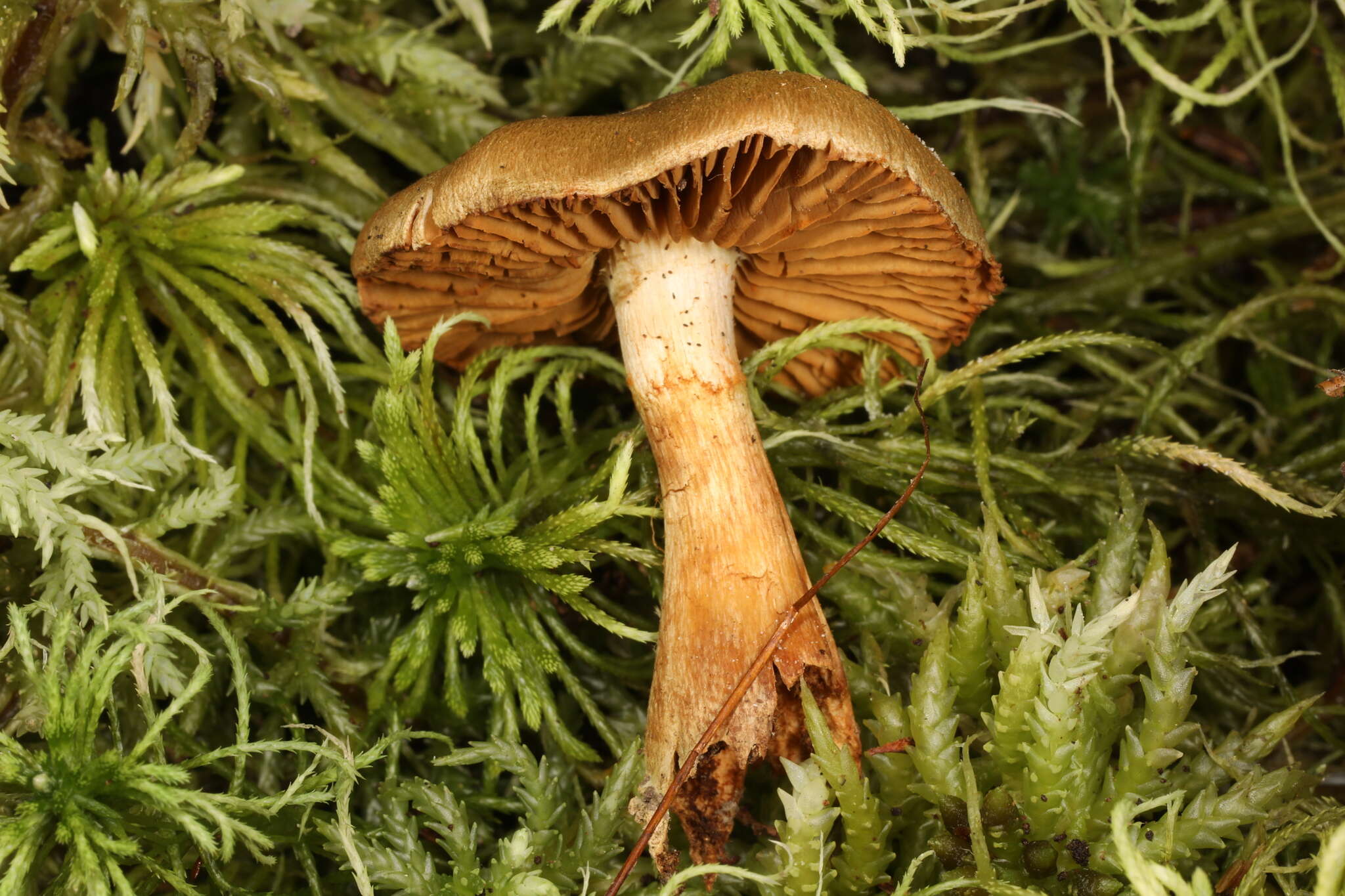 Слика од Cortinarius venetus (Fr.) Fr. 1838