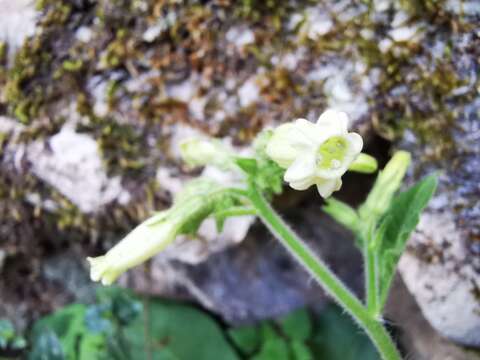 Image of Nicotiana nudicaulis S. Watson