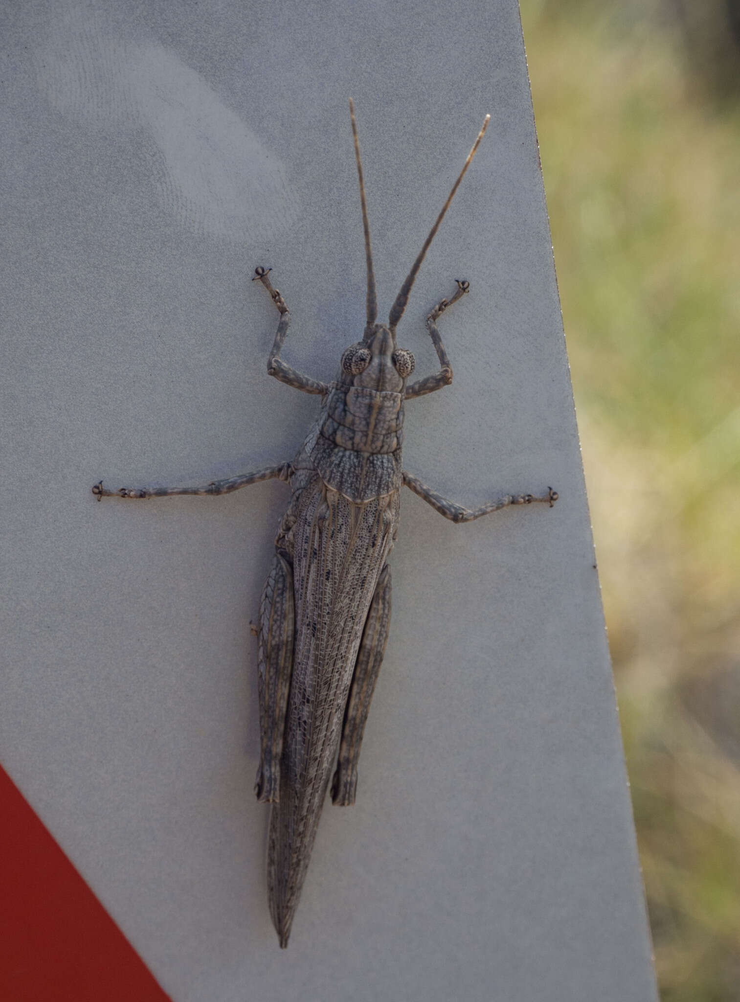 Image of Coryphistes interioris Tepper 1896