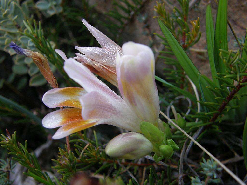 Image of Freesia caryophyllacea (Burm. fil.) N. E. Br.