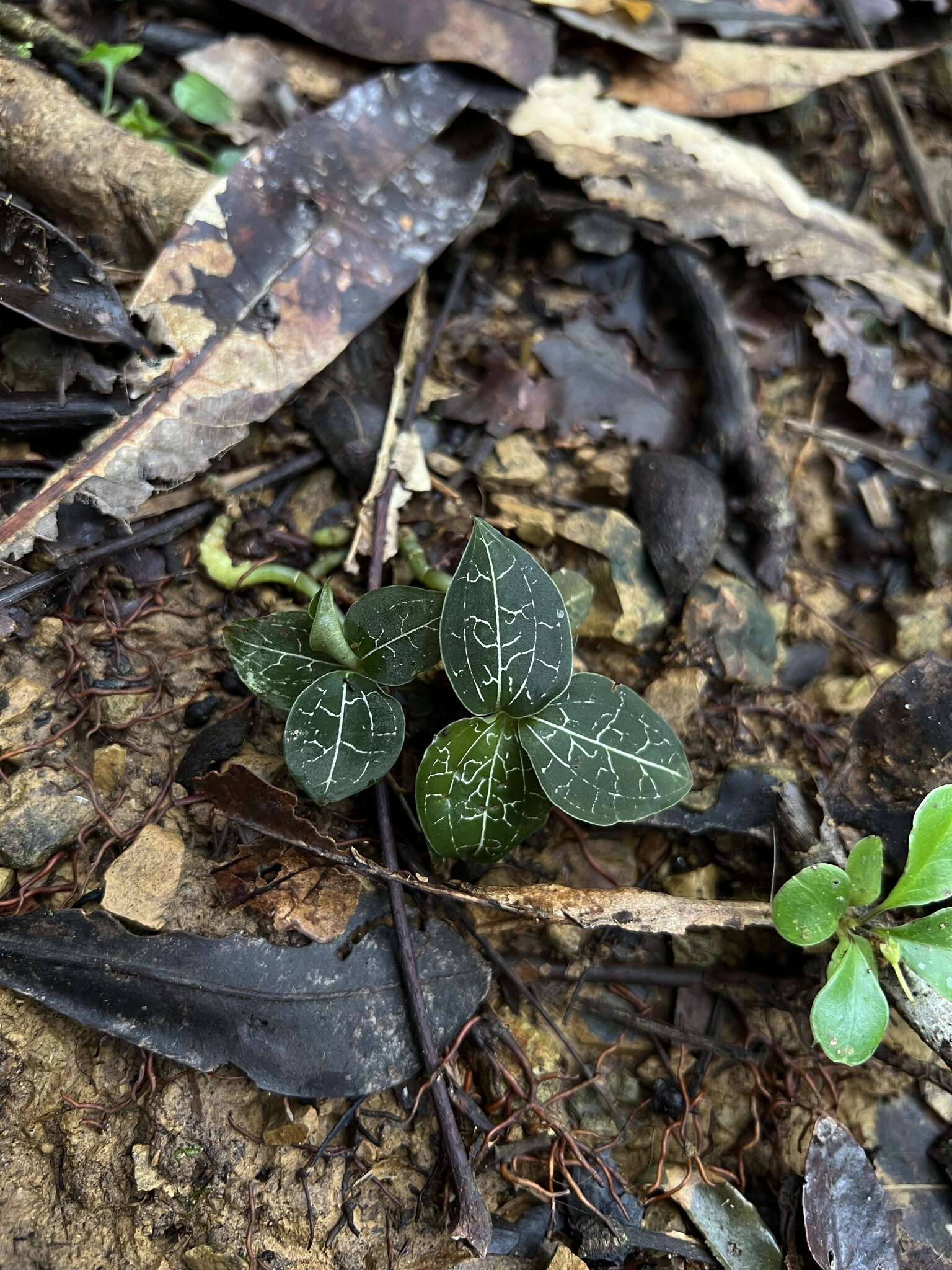 Image of Anoectochilus imitans Schltr.