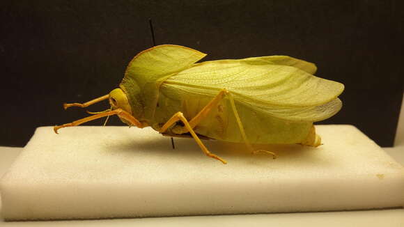 Image of Bullacris membracioides (Walker & F. 1870)