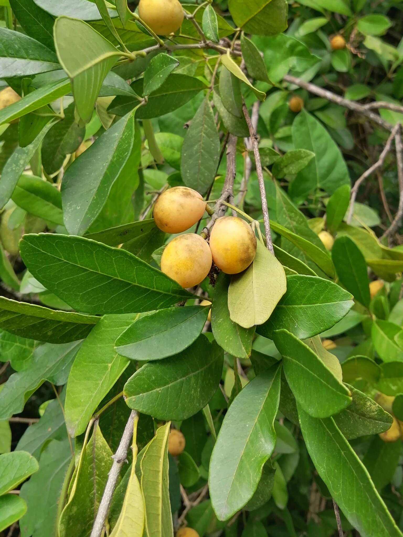 Image of Casimiroa greggii (S. Watson) F. Chiang