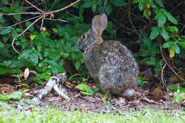 Image of Swamp Rabbit