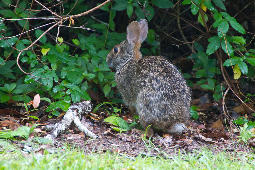 Image of Swamp Rabbit