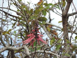 Image de Erythrina standleyana Krukoff