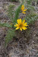 Слика од Balsamorhiza hispidula Sharp