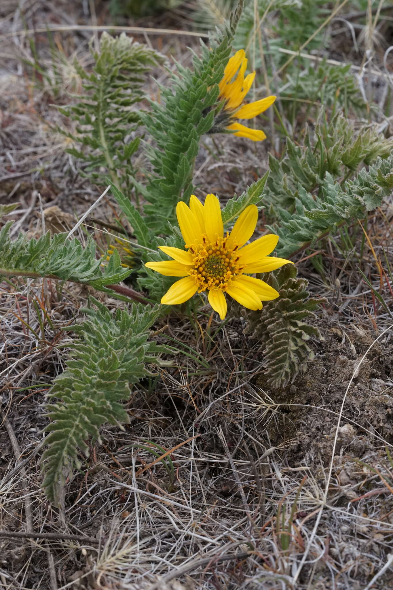 Plancia ëd Balsamorhiza hispidula Sharp