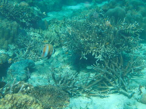 Image of Coralfish