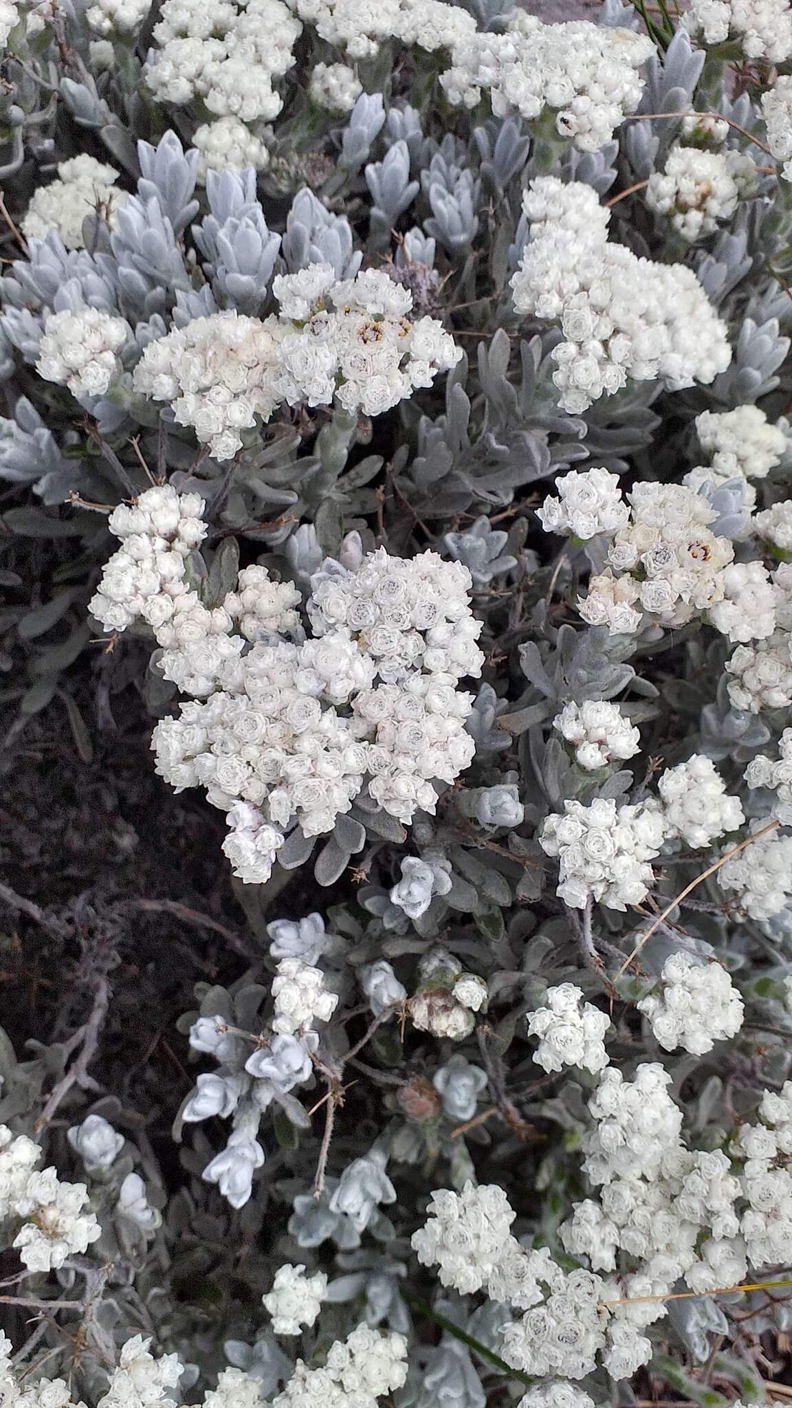 Petalacte coronata (L.) D. Don resmi