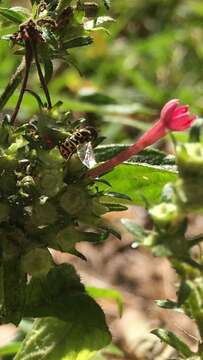 Image of Syrphid fly