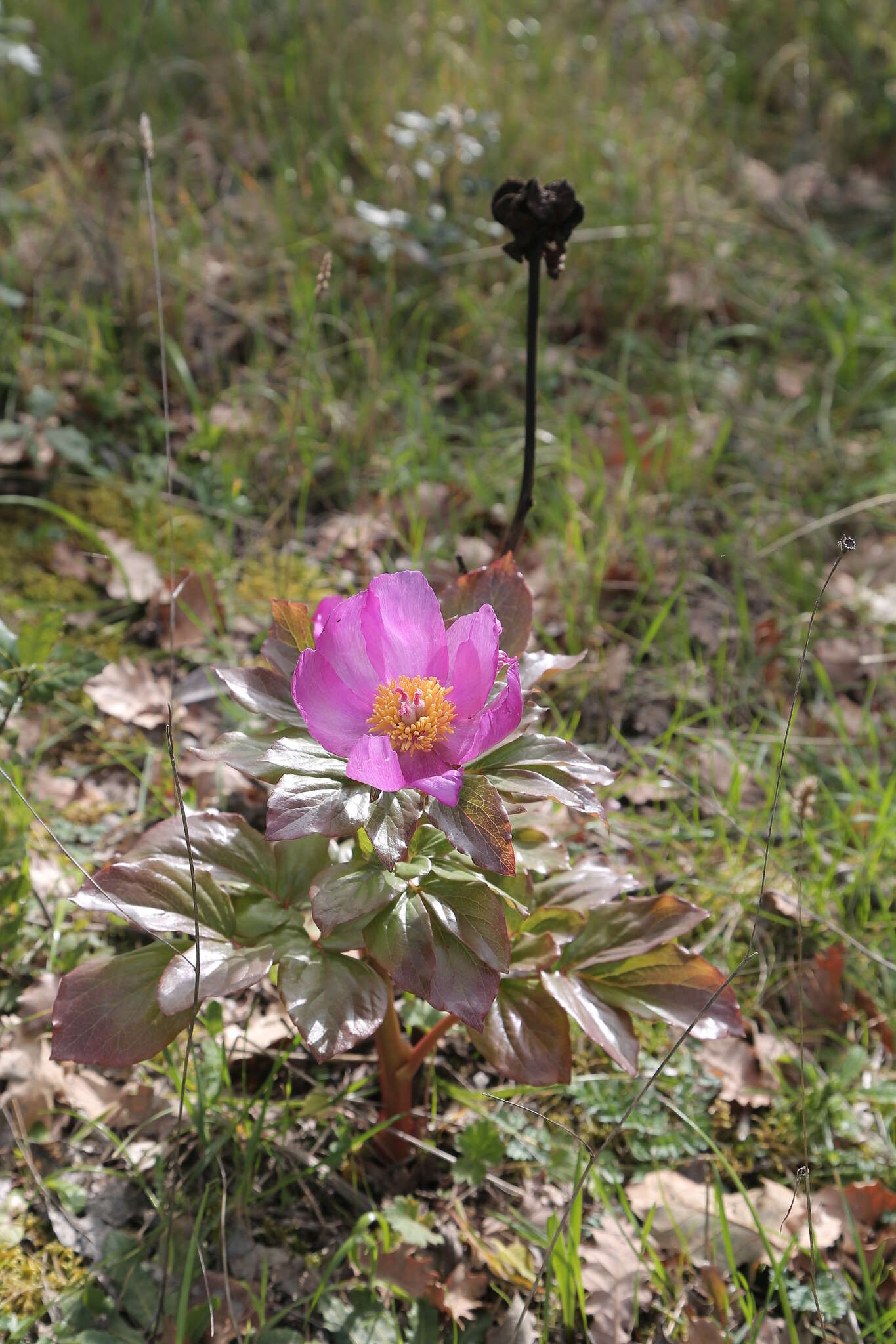 Image of Paeonia mascula subsp. russoi (Biv.) Cullen & Heywood