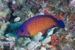 Image of Coral Beauty Angel