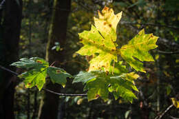 Image de Érable à grandes feuilles