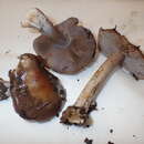 Image of Cortinarius camptoros Brandrud & Melot 1983