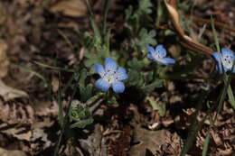 Image de Nemophila menziesii var. integrifolia Brand