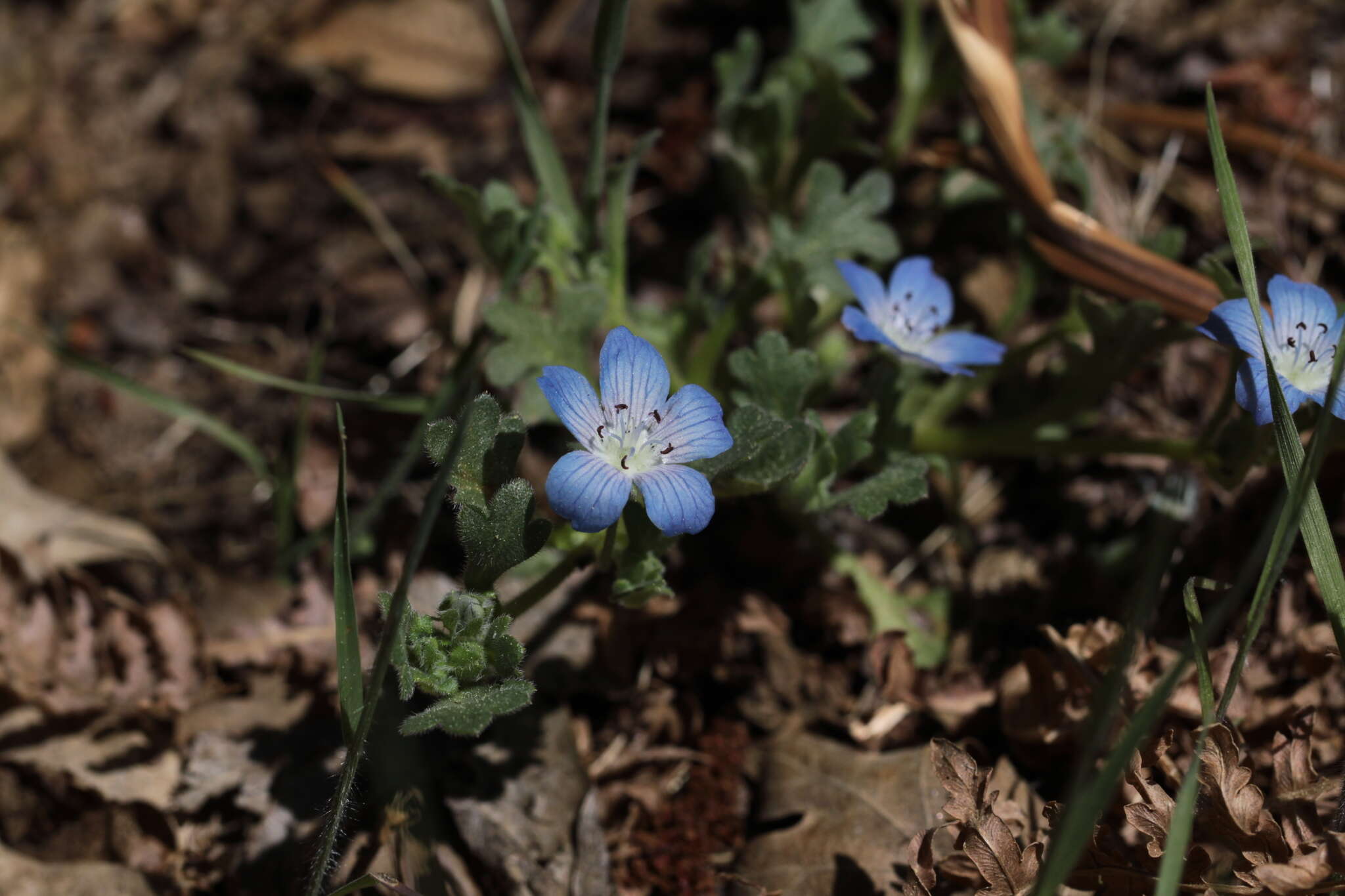 Image de Nemophila menziesii var. integrifolia Brand