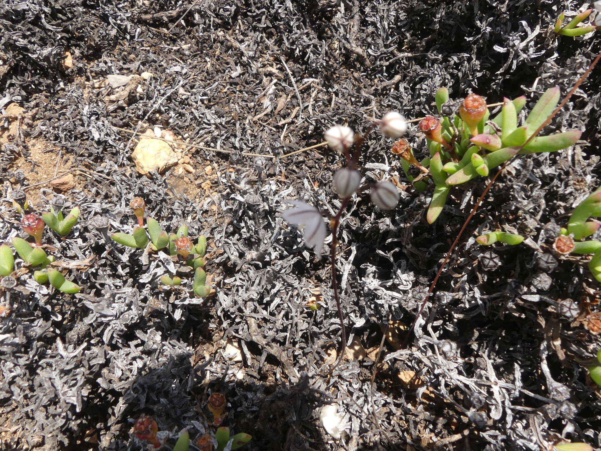 Image of Drimia albiflora (B. Nord.) J. C. Manning & Goldblatt