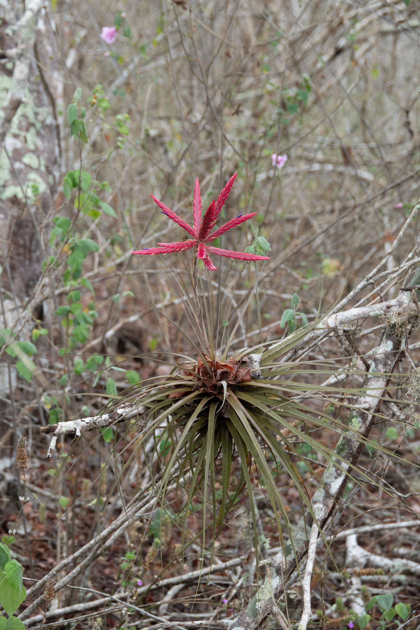 Imagem de Tillandsia floribunda Kunth