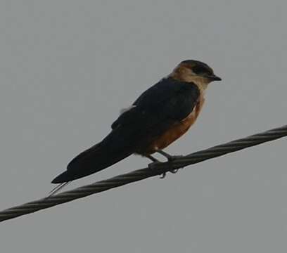 Image of Mosque Swallow