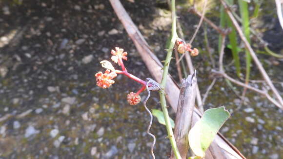 Image of Smilax bracteata C. Presl