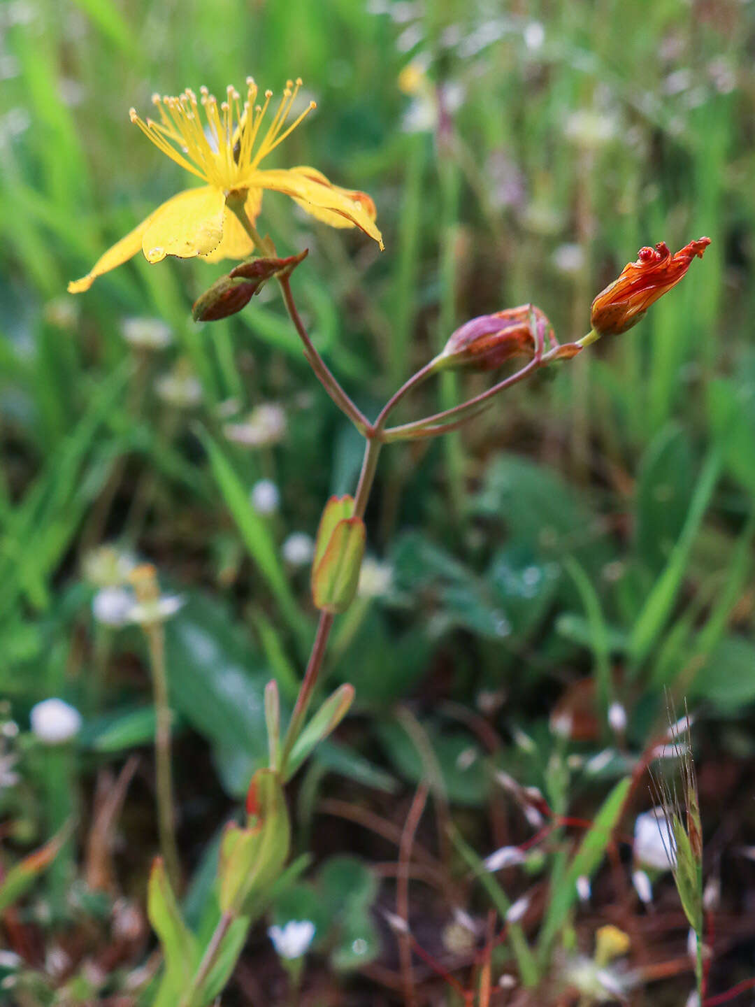 Слика од Hypericum australe Ten.