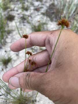 Image of Fernald's Beak Sedge