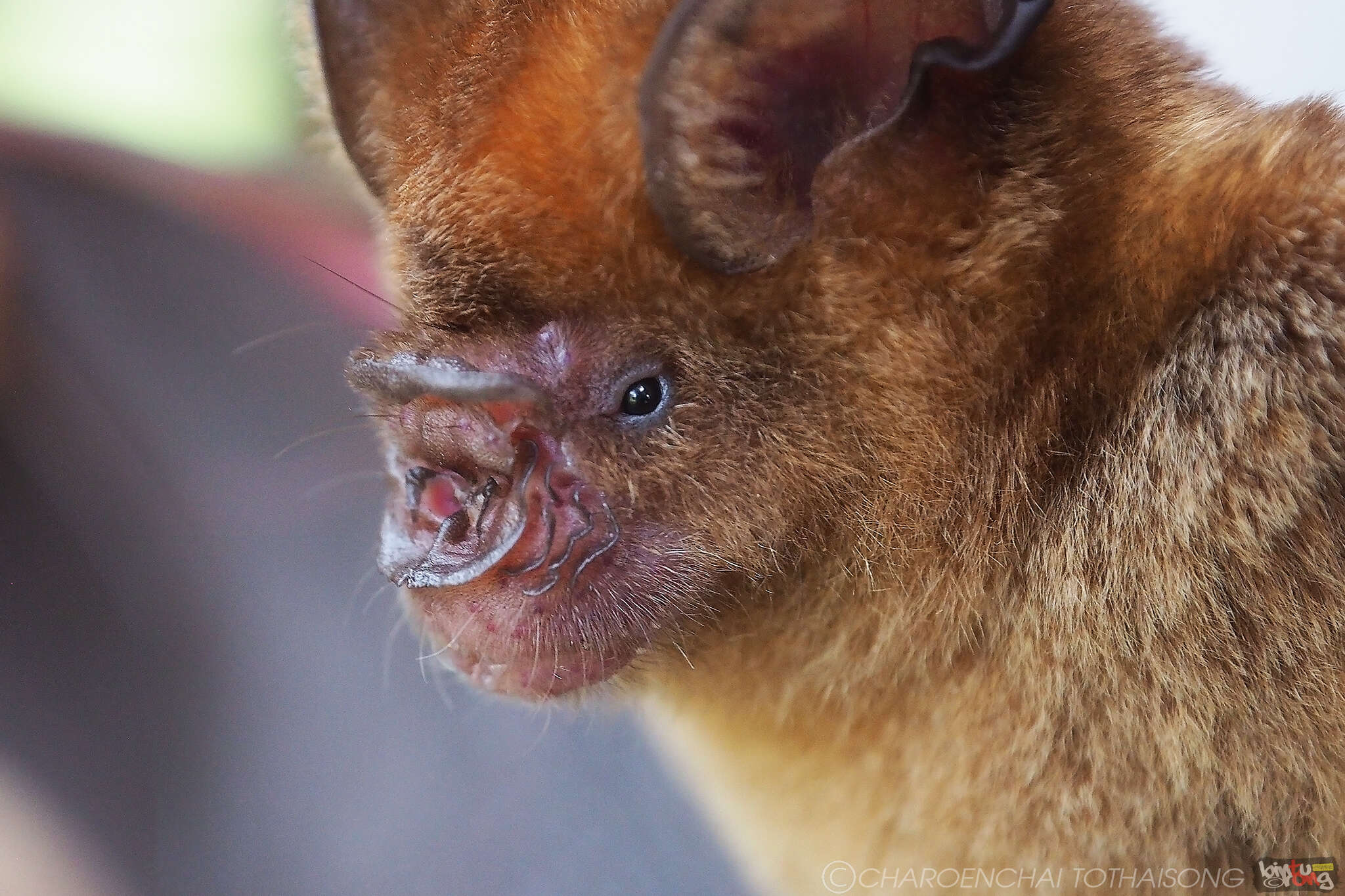 Image of Horsfield's Leaf-nosed Bat