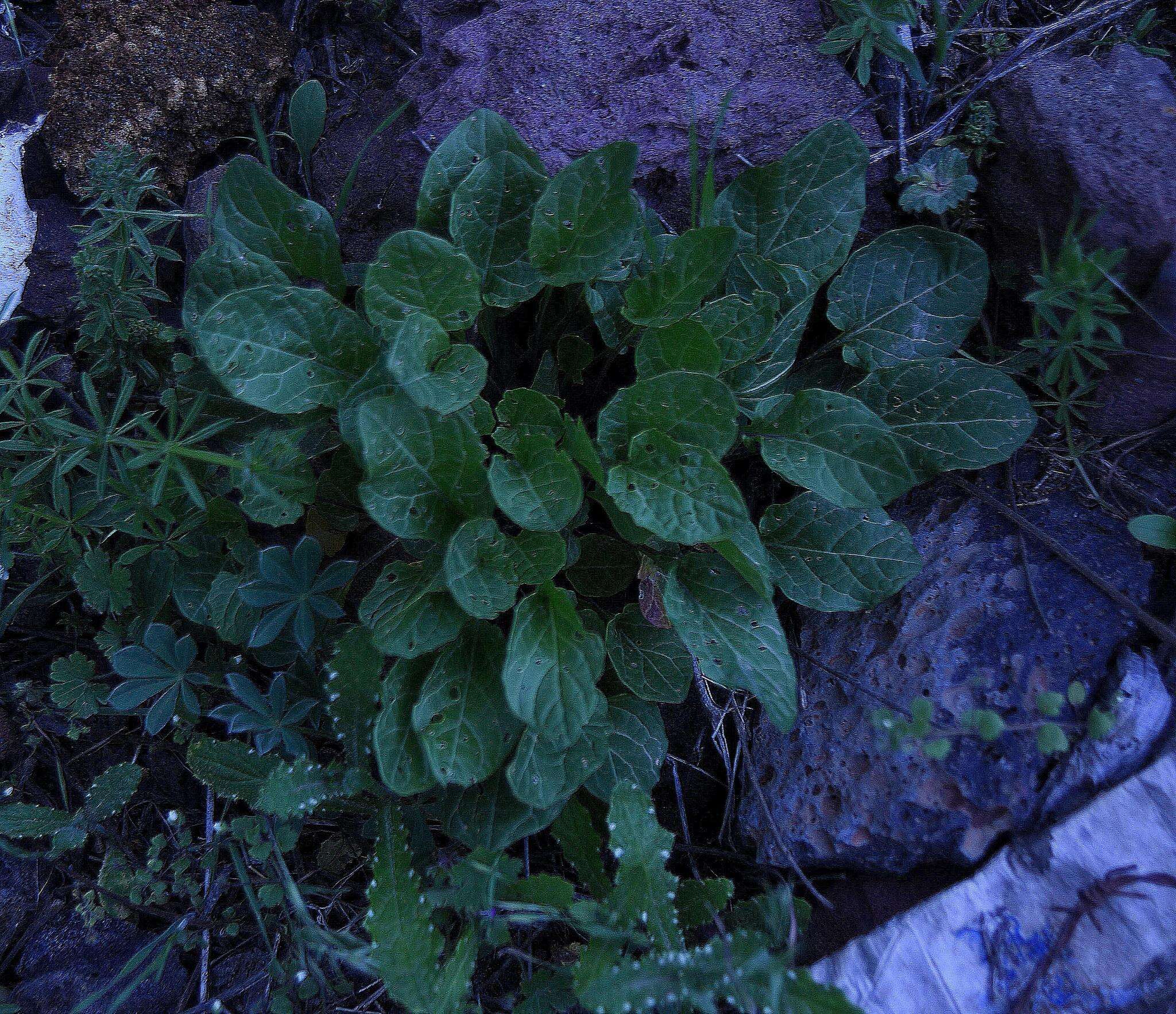 Imagem de Peltaria angustifolia DC.