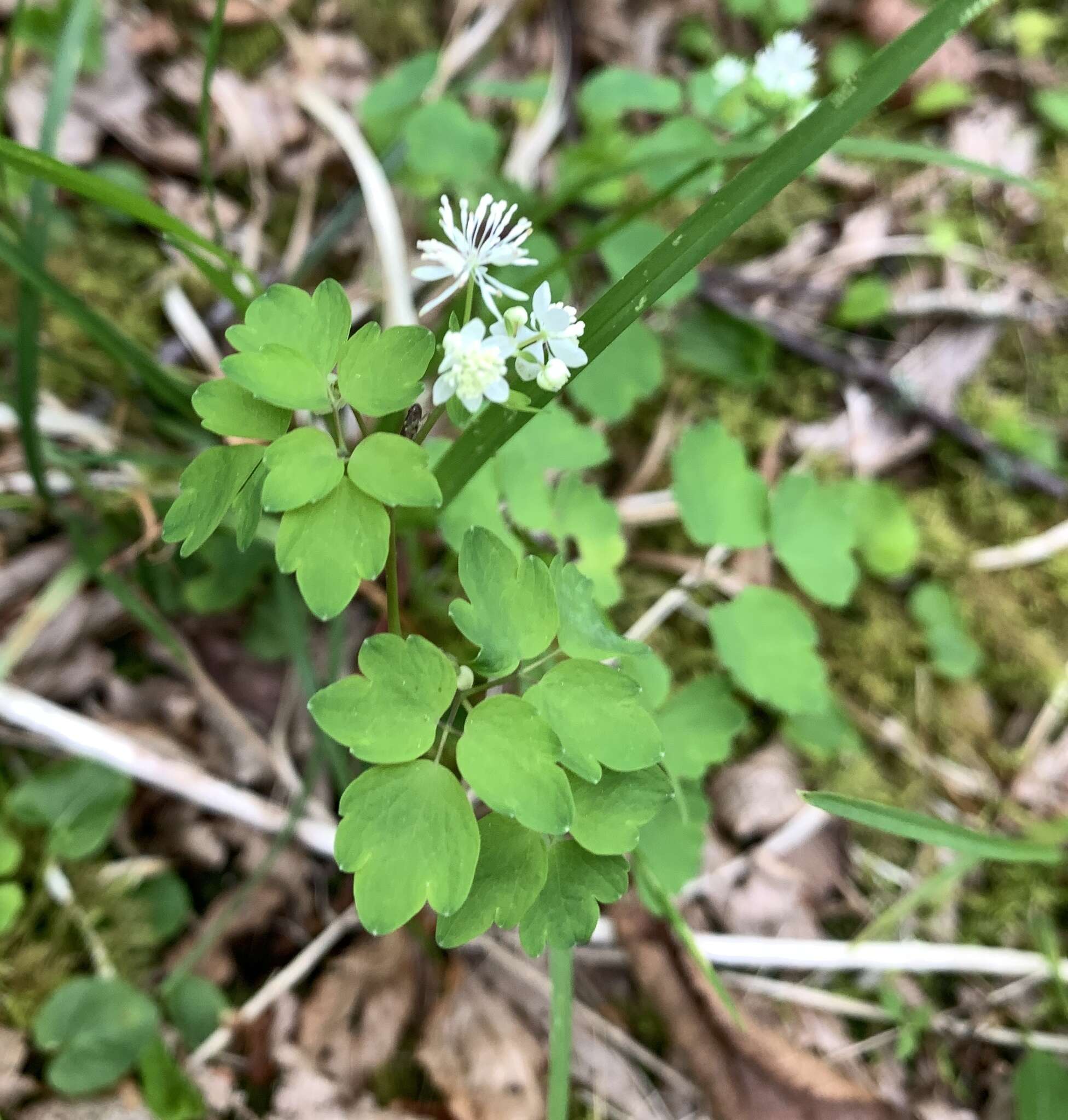 Image of Mountain Meadow-Rue