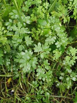 Image of Corydalis raddeana Regel