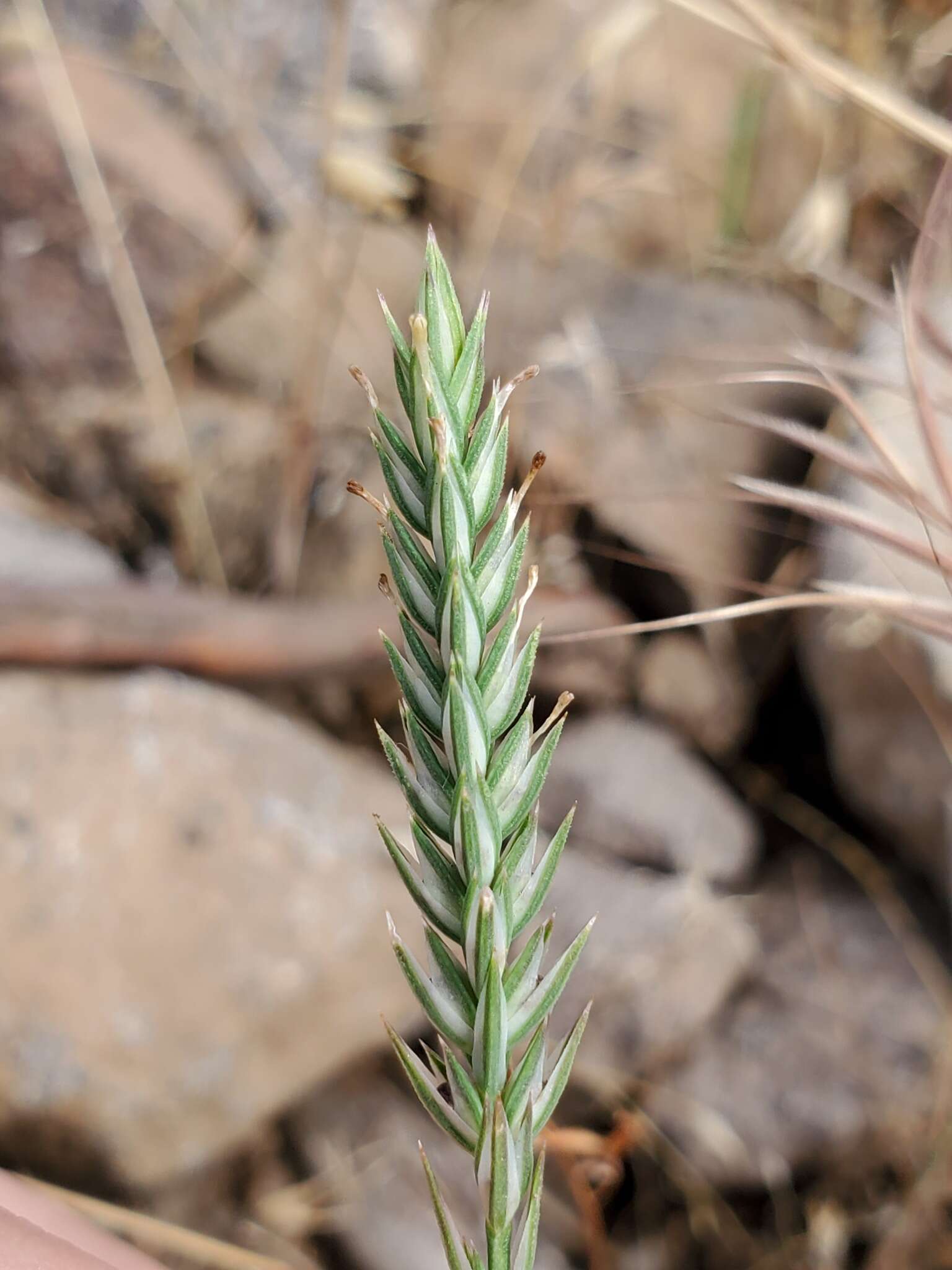 Sivun Crucianella angustifolia L. kuva