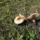 Image of Macrolepiota phaeodisca Bellù 1984