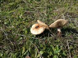 Image of Macrolepiota phaeodisca Bellù 1984