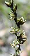 Imagem de Prasophyllum elatum R. Br.