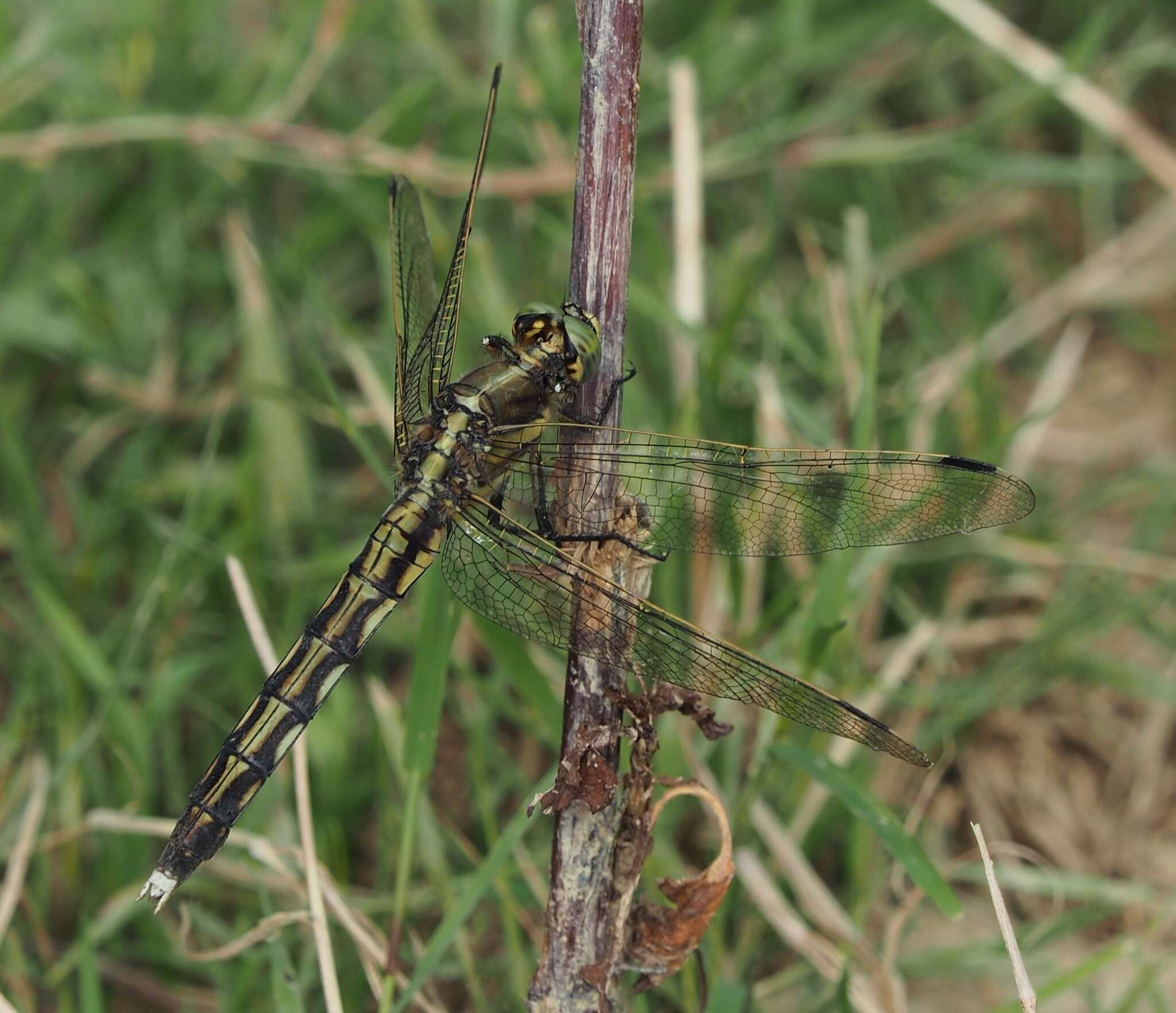 Sivun Orthetrum albistylum (Selys 1848) kuva