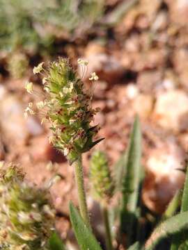 Image of Plantago bellardii All.